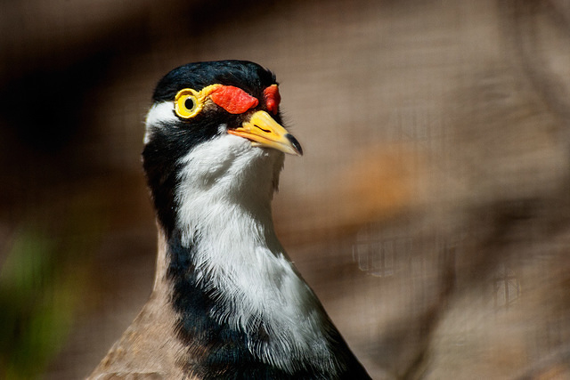 banded lapwing10776