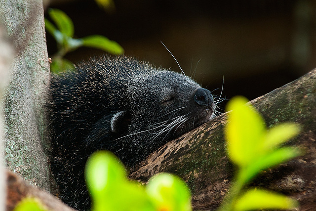 binturong 10836