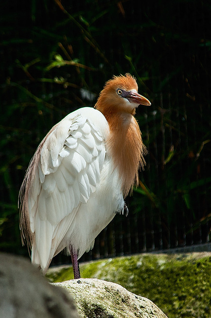 cattle egret 10852