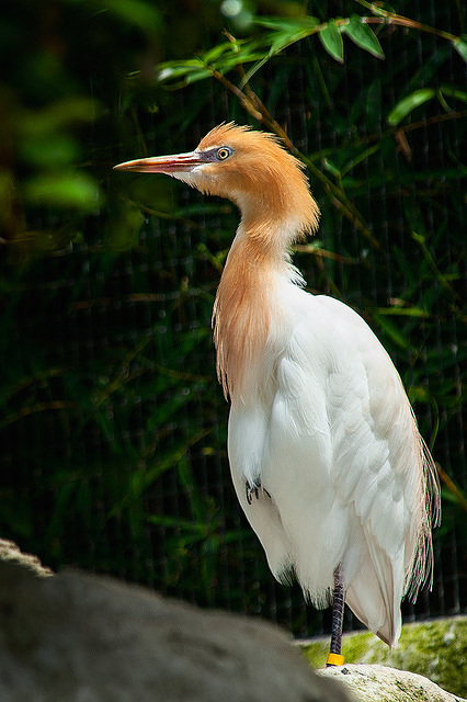 cattle egret 10853