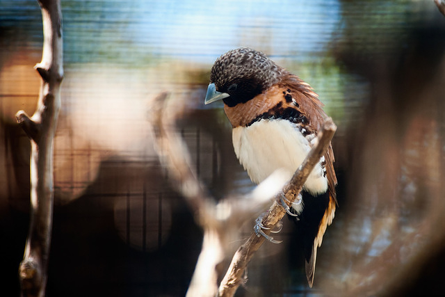 chestnut breasted mannikan 10780