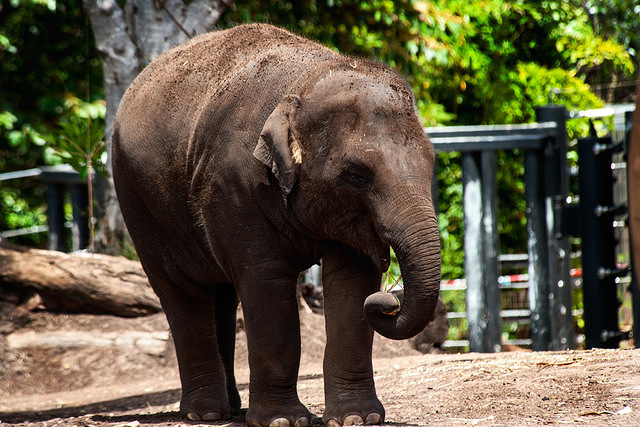 elephant 10866