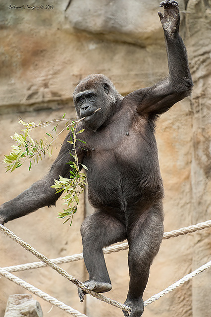 gorilla 12303