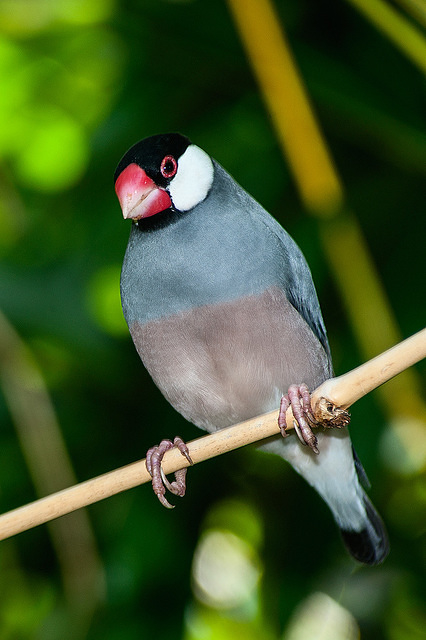 java sparrow 10845