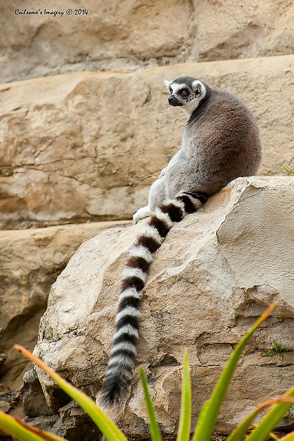 lemur 12124