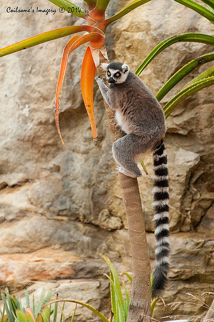 lemur 12144