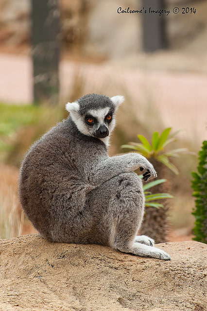 lemur 12160