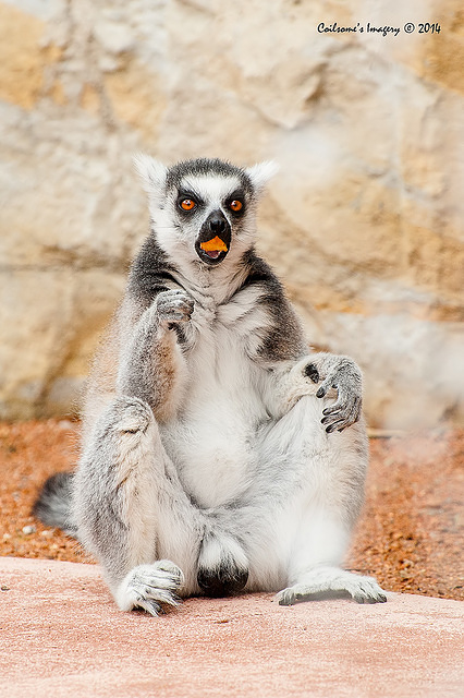 lemur 12166