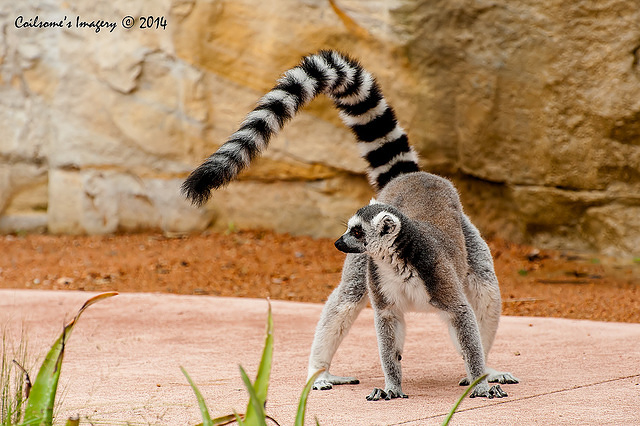 lemur 12170