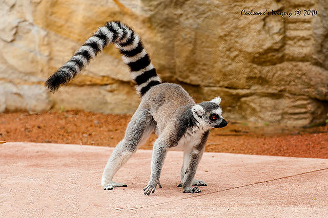 lemur 12172