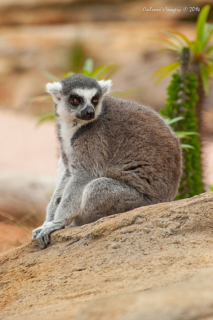 lemur 12175