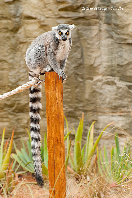 lemur 12187