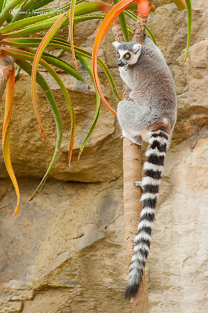 lemur 12191