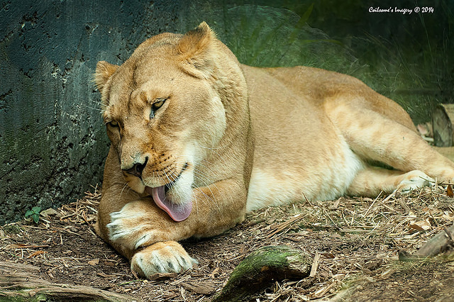 lion 12369