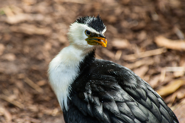 little pied cormorant 10862