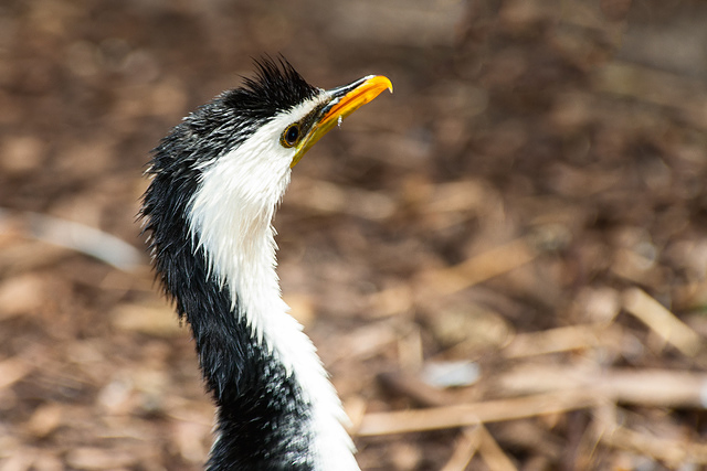 little pied cormorant 10863