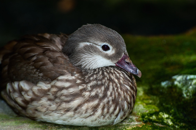 mandrain duck 10856