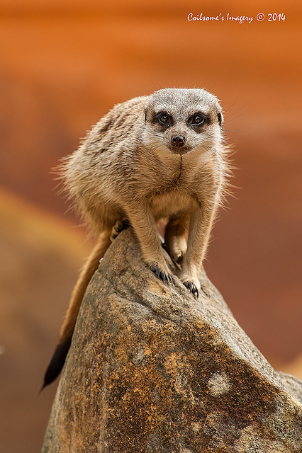 meerkat 12388
