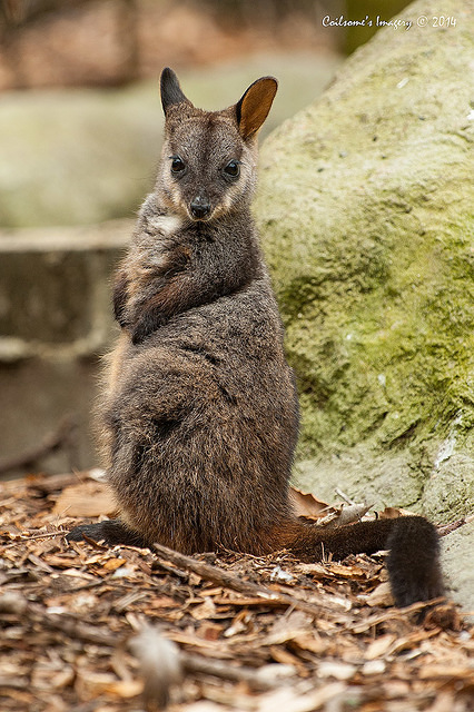 rock wallaby 12434