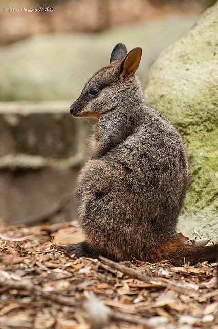 rock wallaby 12435