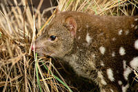 spotted tailed quoll 11546