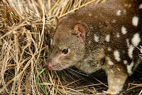 spotted tailed quoll 11548