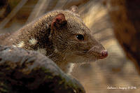 spotted tailed quoll 11550