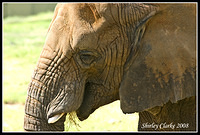 Elephant10