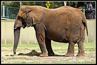 Elephant3