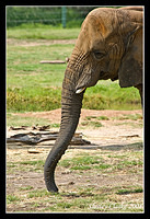 Elephant6