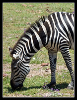 Zebra10