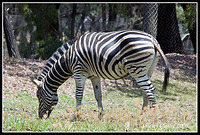 Zebra11