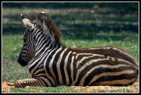 Zebra4
