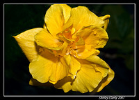 Double yellow hibiscus 15