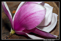 magnolia 19