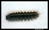Caterpillar 35