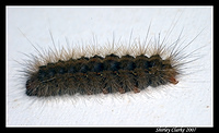 Caterpillar 36