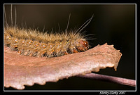 Caterpillar 47