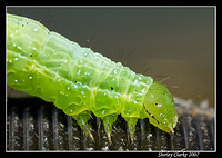 Caterpillar 52 tube