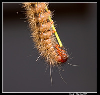 Caterpillar 56