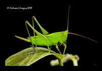 Grasshopper 8927