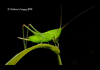Grasshopper 8928
