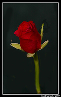 Rose 51