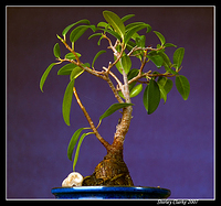 Bonsai Fig 34