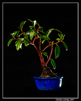 Bonsai Fig 49