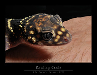 Gecko 8930