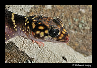 Gecko 8935