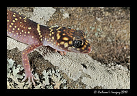 Gecko 8936