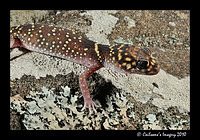 Gecko 8937