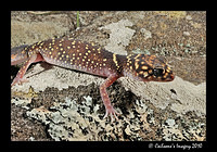 Gecko 8938